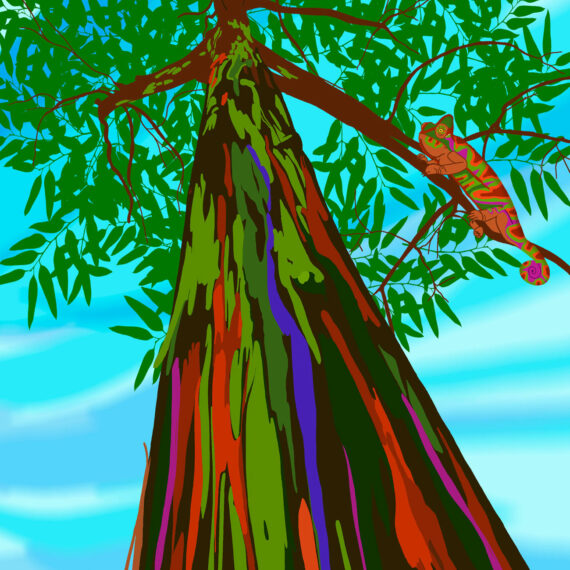Somewhere Over the Rainbow Eucalyptus (298)